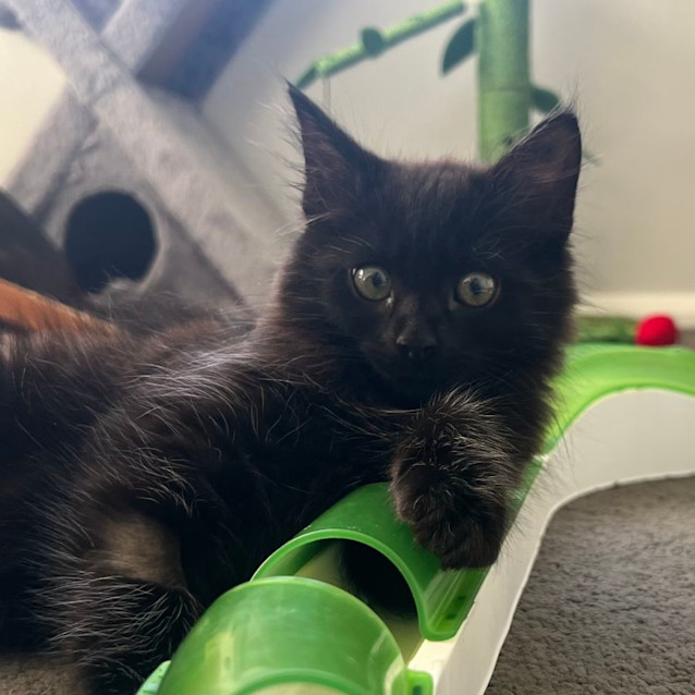 Photo of Sammi 🐈‍⬛