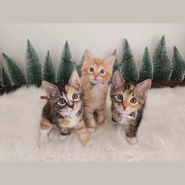 Photo of Falcon 🦅