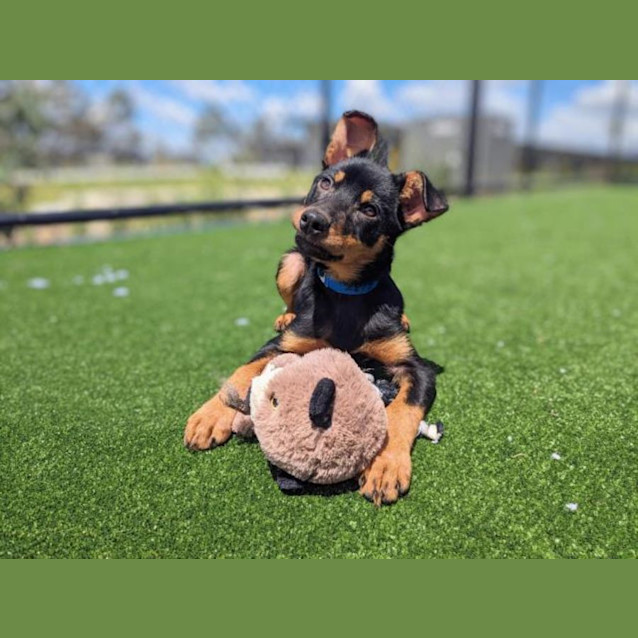 Photo of Scotty Imp 2219