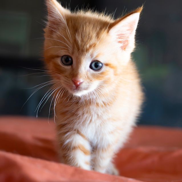 Photo of Flame