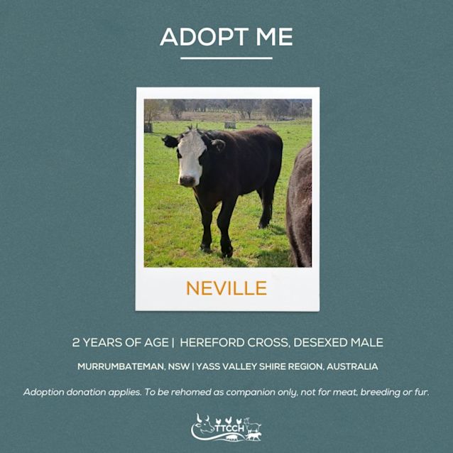 Photo of Neville