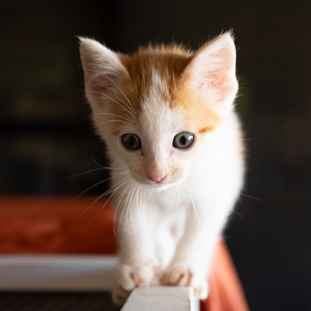 Photo of Butterscotch