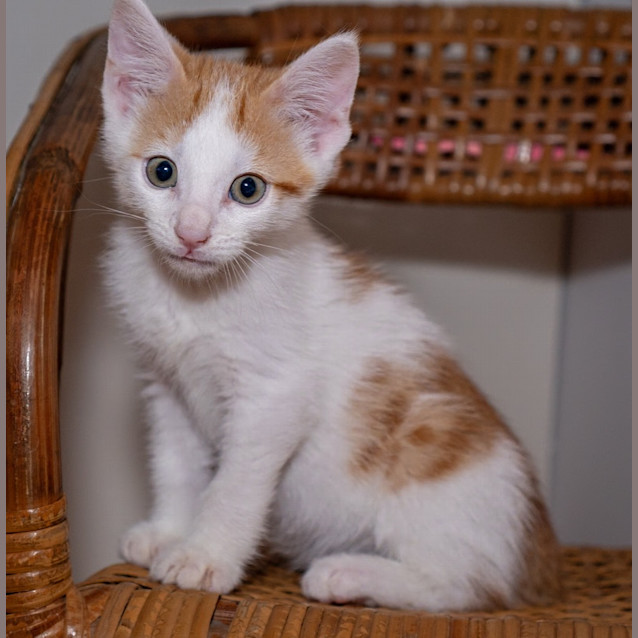 Photo of Butterscotch