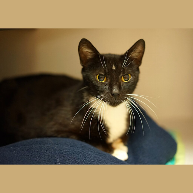 Photo of Louie 