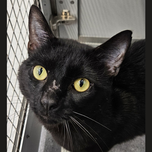 Photo of Midnight 