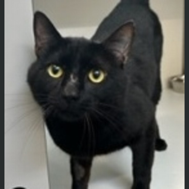 Photo of Midnight 