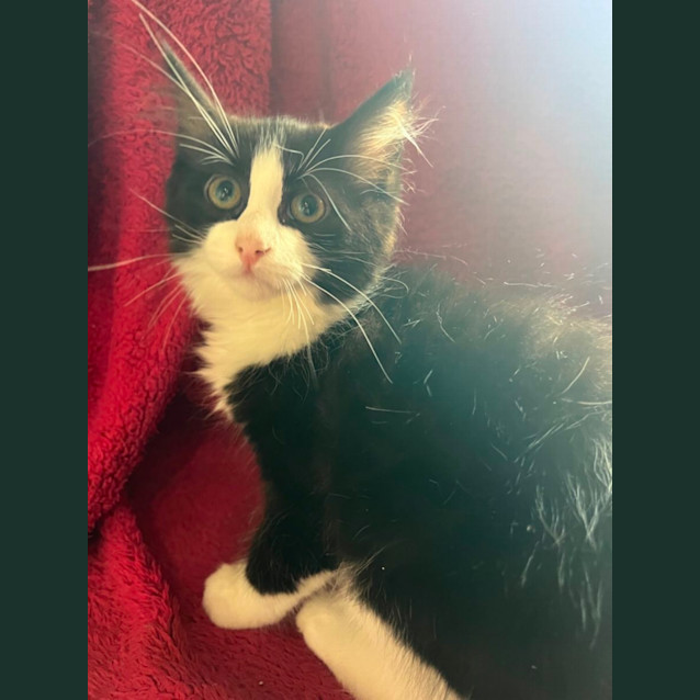 Photo of Chrissy Meet Me @Petstock Mornington Central