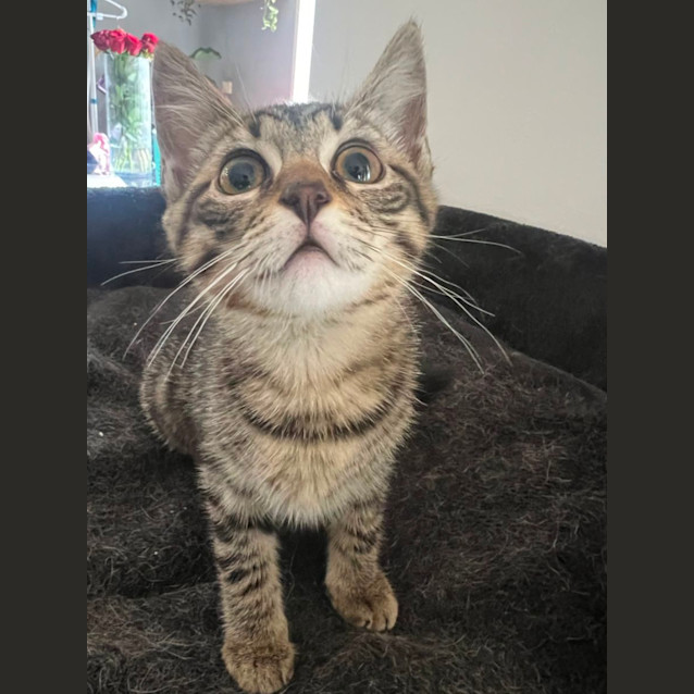 Photo of Masie Meet Me @Petstock Mornington Central