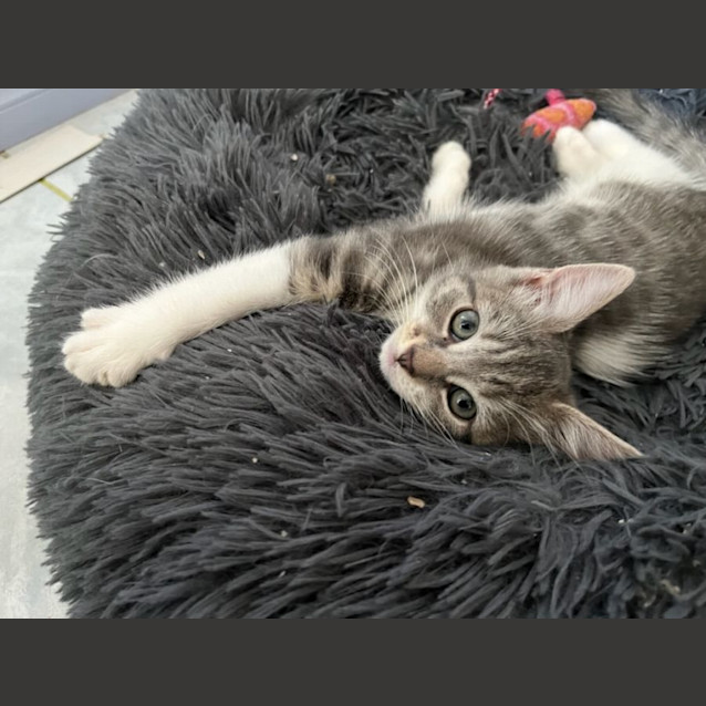 Photo of Smokey 💙