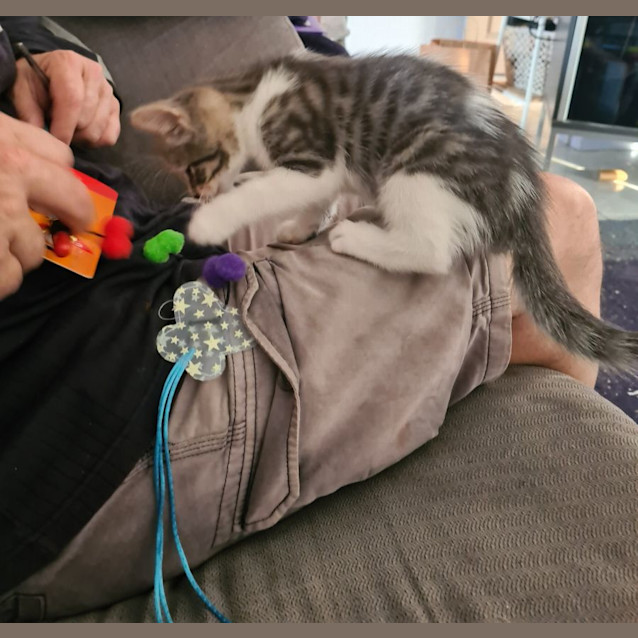 Photo of Smokey 💙