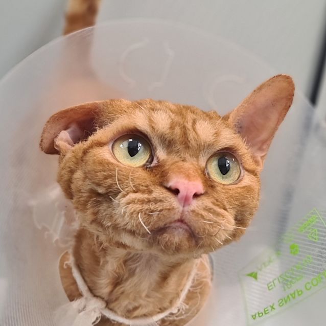 Photo of Miao