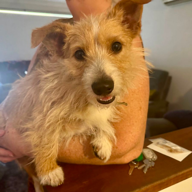 Photo of Cutie Boy Toby 