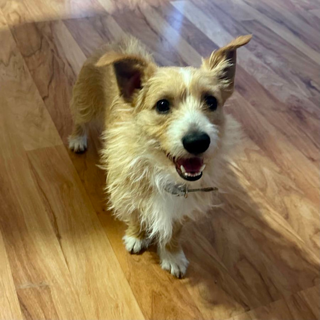 Photo of Cutie Boy Toby 