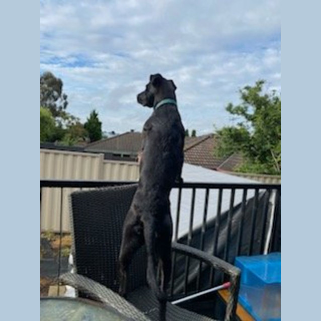 Photo of Buddy 