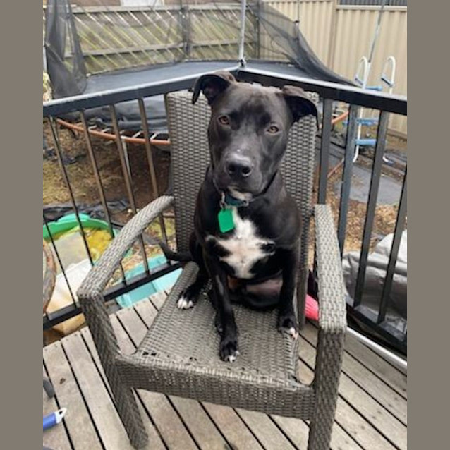 Photo of Buddy 