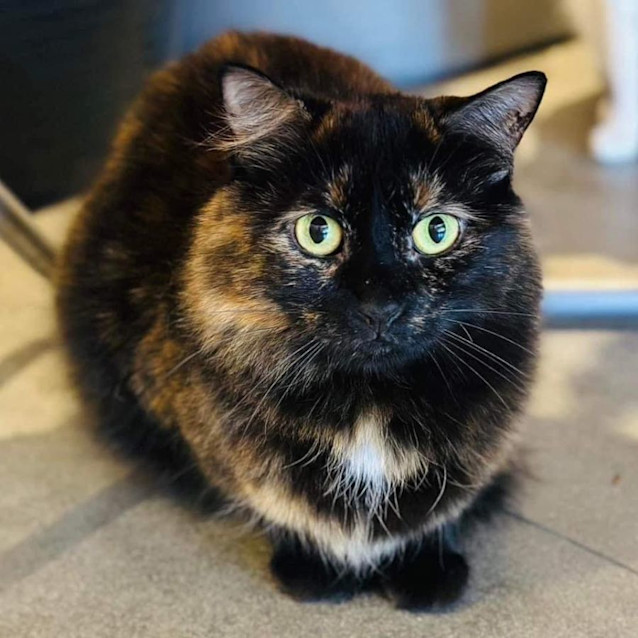 Photo of 7311   Mamae