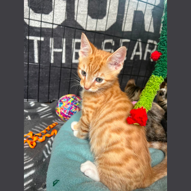 Photo of Wren
