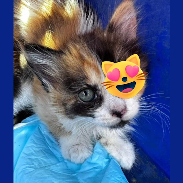 Photo of Calypso