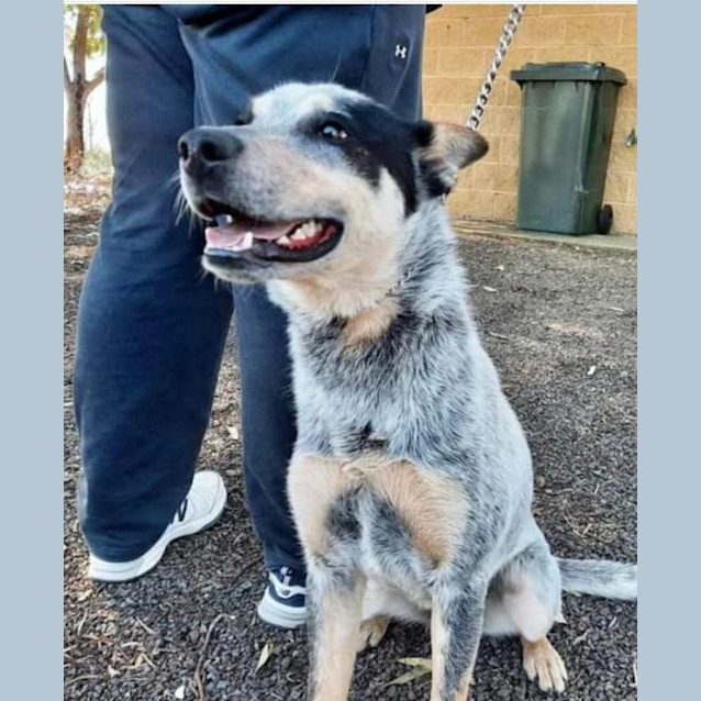 Photo of Bluey