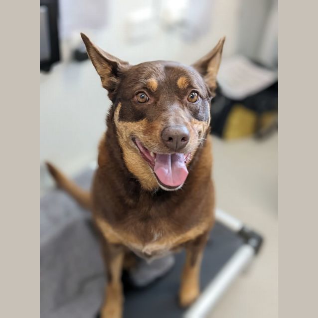 Photo of 🍂 C04706 Ivy 🍂