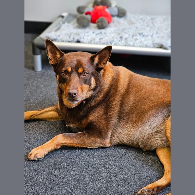 Photo of 🍂 C04706 Ivy 🍂