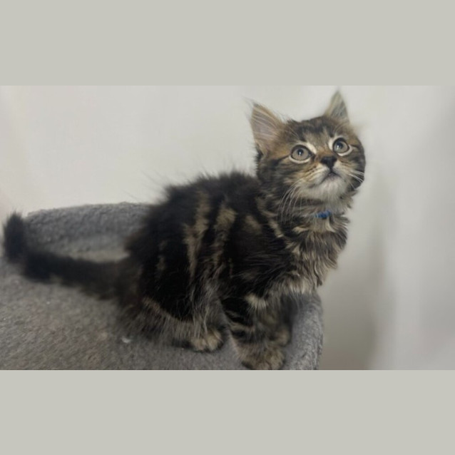 Photo of Stormy