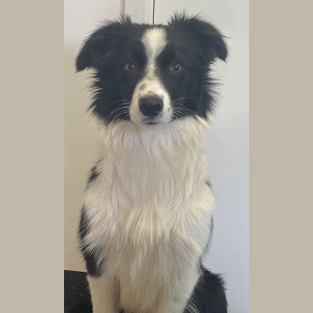 Izzy - Medium Female Border Collie Mix Dog in VIC - PetRescue