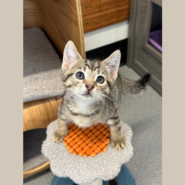 Photo of Pinto