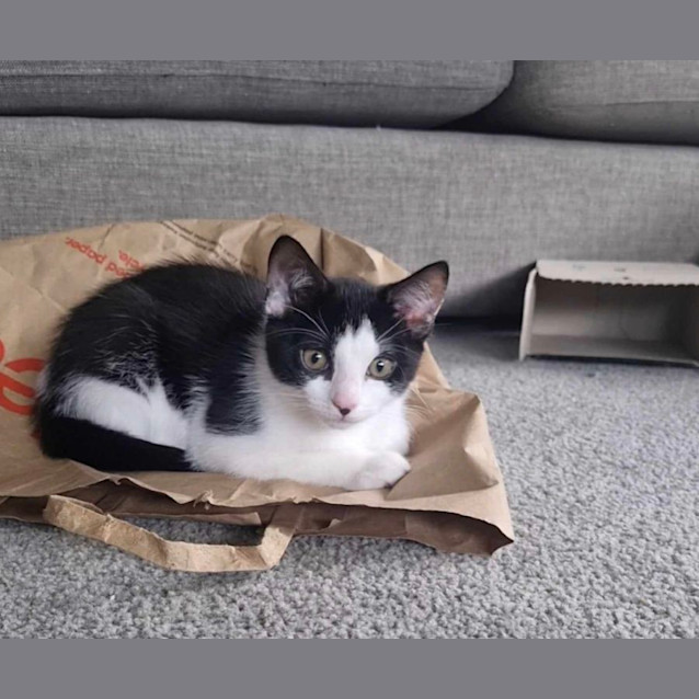 Photo of Dixon