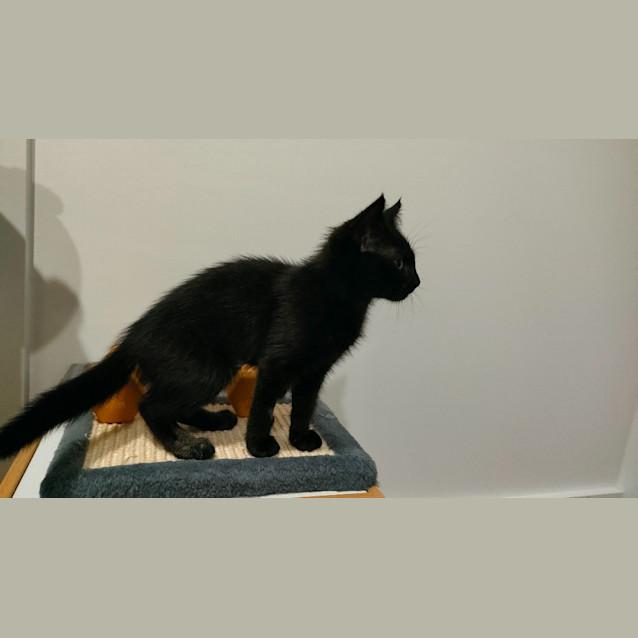Photo of Kes