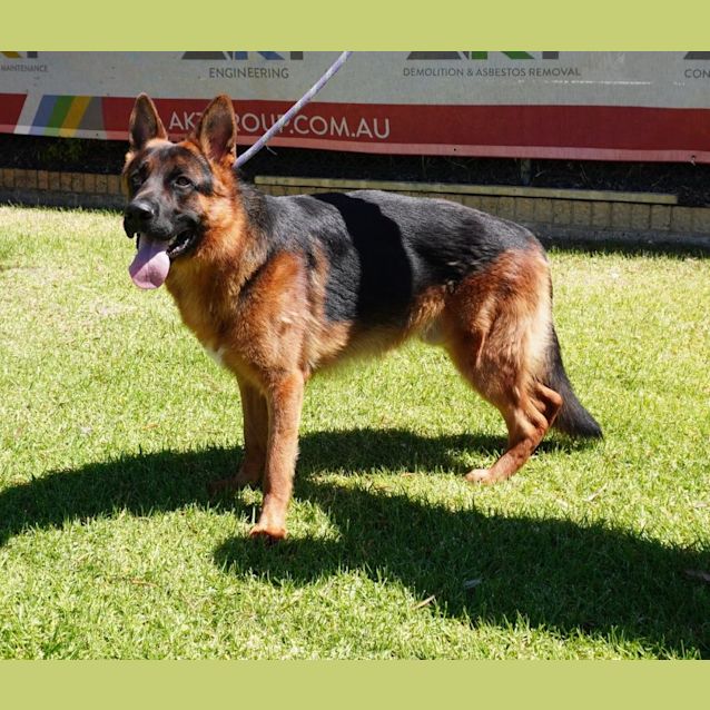 Photo of Chief