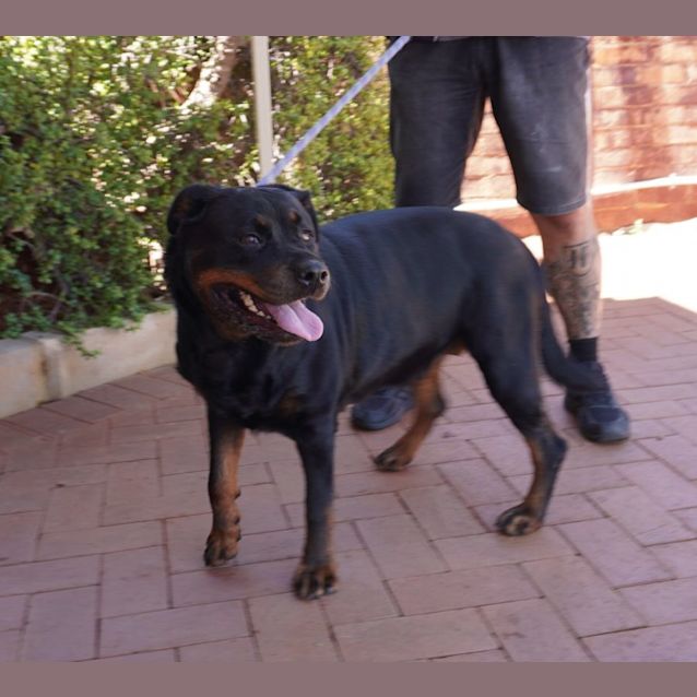 Photo of Remy