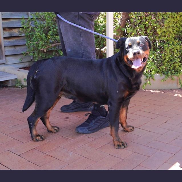 Photo of Remy