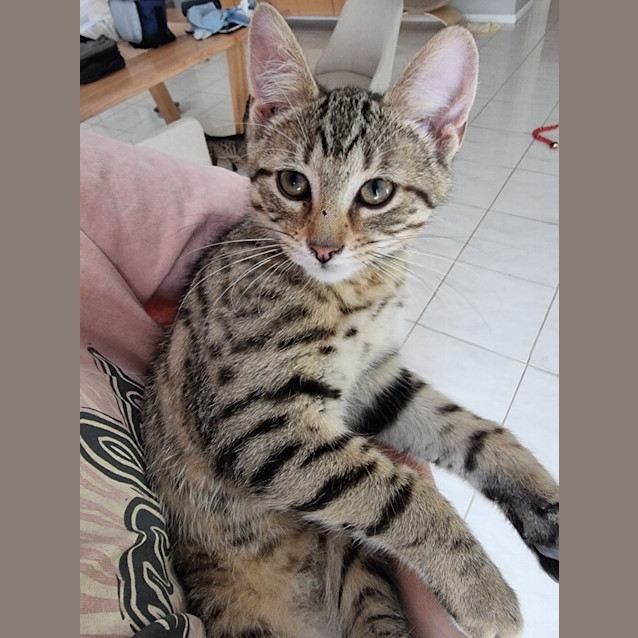 Photo of Mr Purrtato   Fostered In Perth