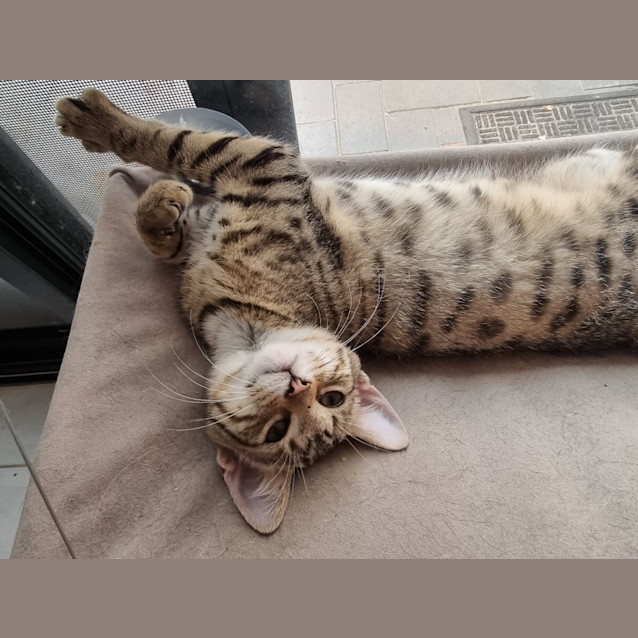 Photo of Mr Purrtato   Fostered In Perth