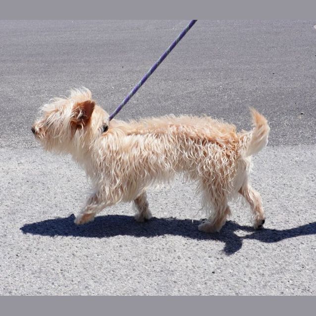Photo of Bohdi