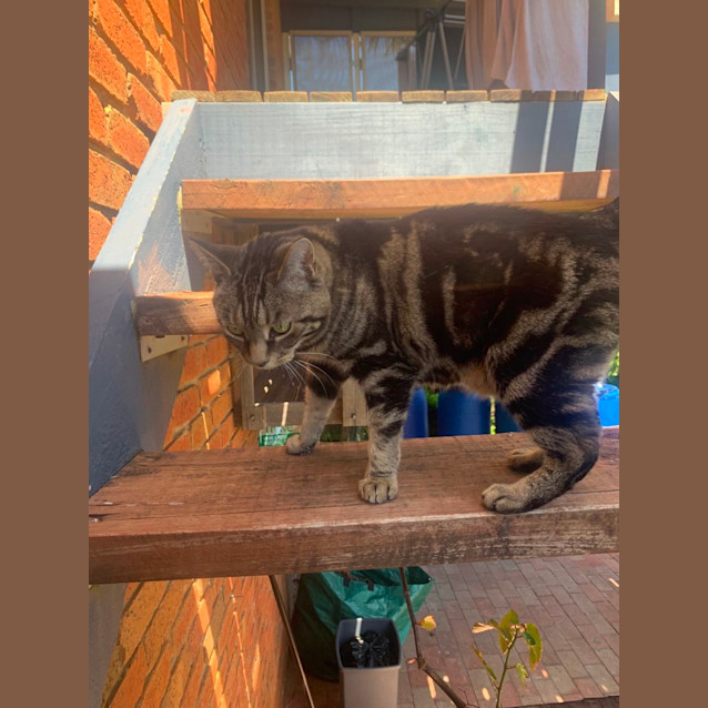 Photo of Molly 'Monkey'