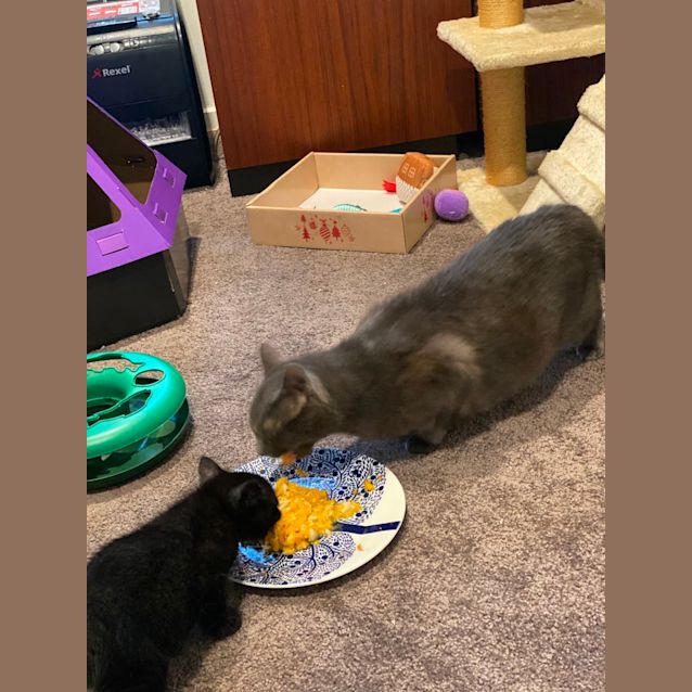 Photo of Phoebe
