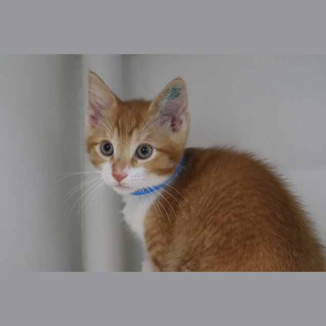 Photo of Pumpkin