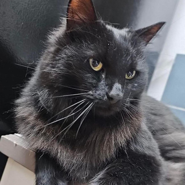 Photo of Loki
