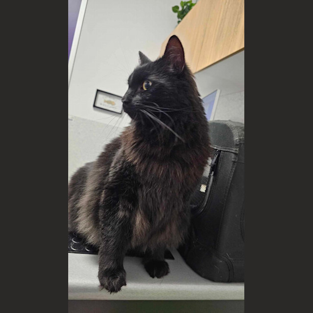 Photo of Loki
