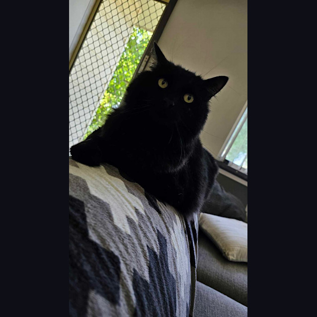 Photo of Loki