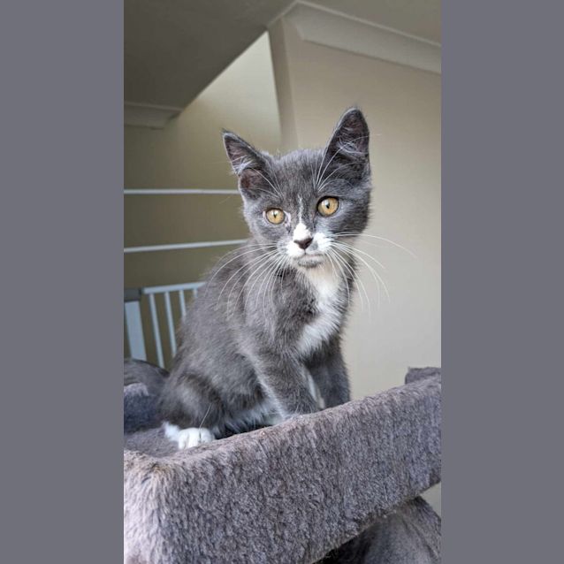 Photo of Mochi 