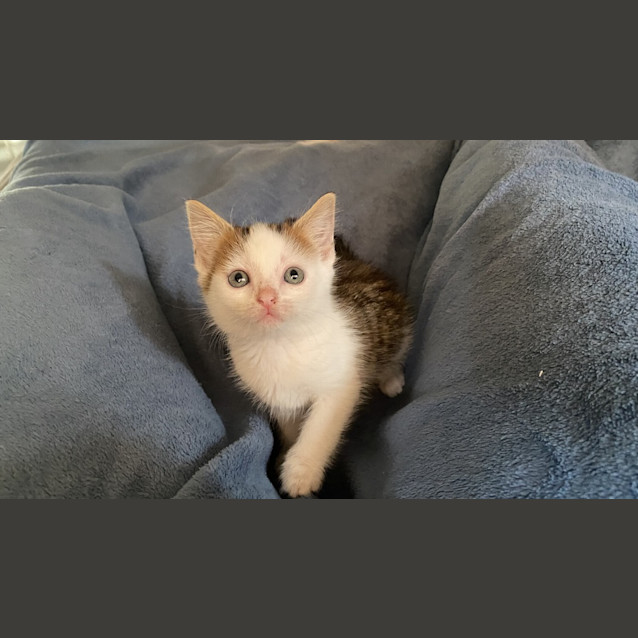 Photo of Pickles