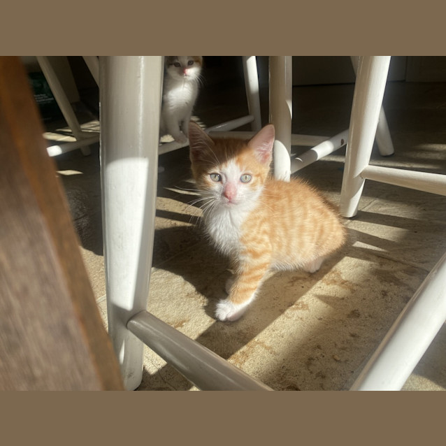 Photo of Pumpkin