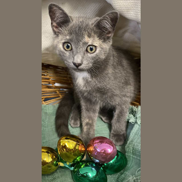 Photo of Goose