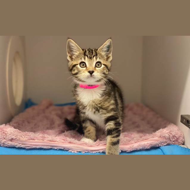 Photo of Nala
