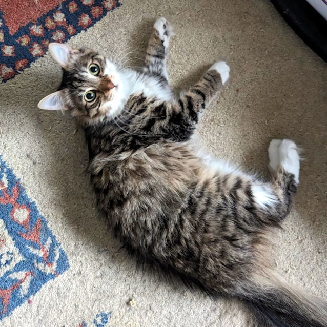 Photo of Lady Guinevere Suk011519