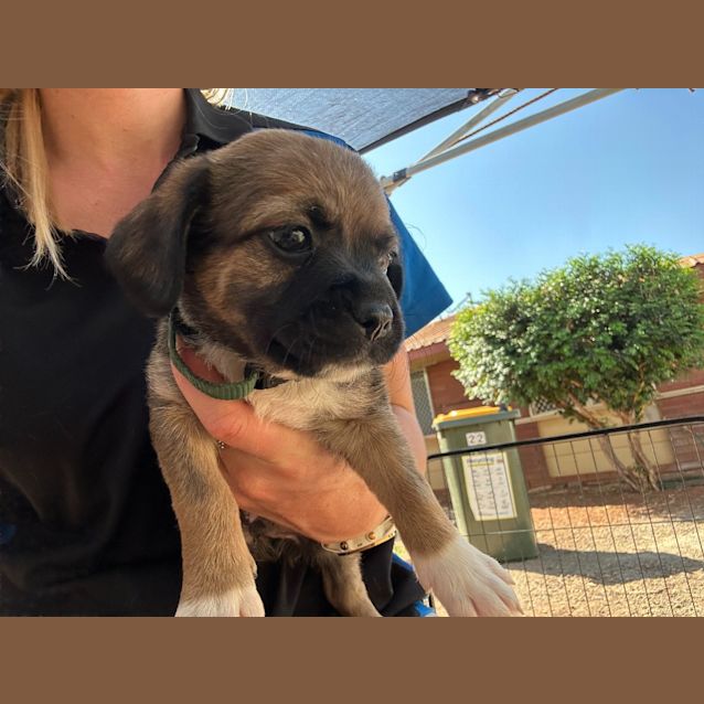 Photo of Maximillion