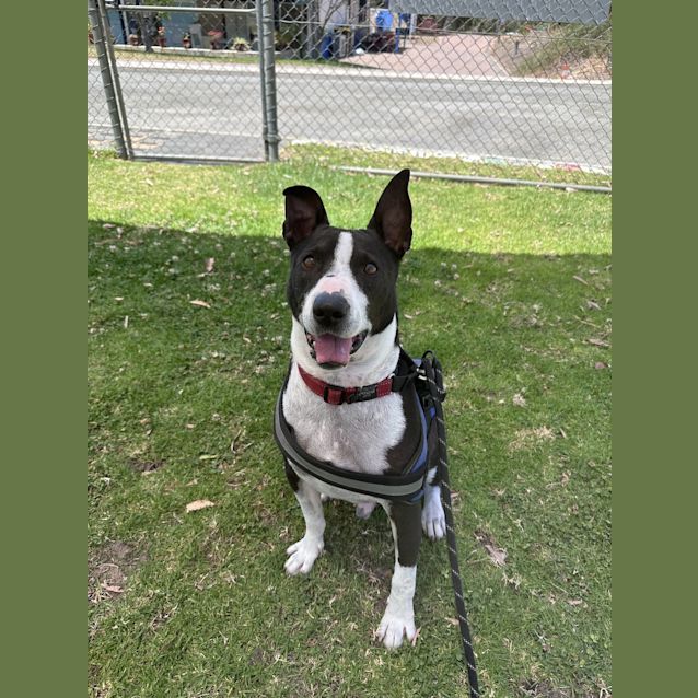 Photo of Hercules 